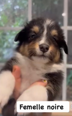 Les chiots de Shetland Sheepdog