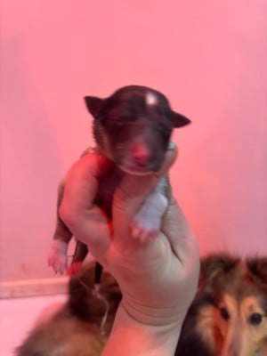 Les chiots de Shetland Sheepdog