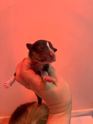 Les chiots de Shetland Sheepdog