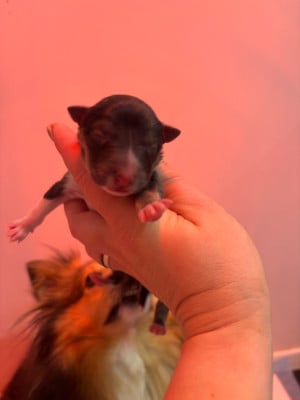 Les chiots de Shetland Sheepdog