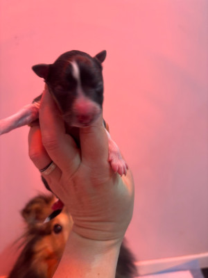 Les chiots de Shetland Sheepdog