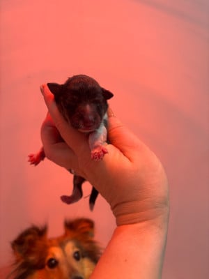 Les chiots de Shetland Sheepdog