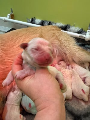 Les chiots de Golden Retriever