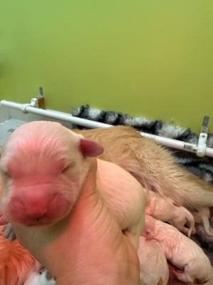 Les chiots de Golden Retriever