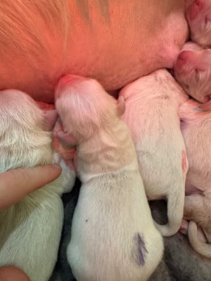 Les chiots de Golden Retriever