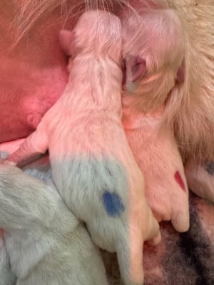 Les chiots de Golden Retriever