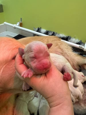 Les chiots de Golden Retriever