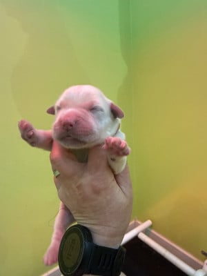 Les chiots de Golden Retriever