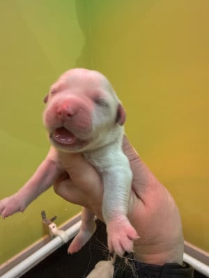 Les chiots de Golden Retriever