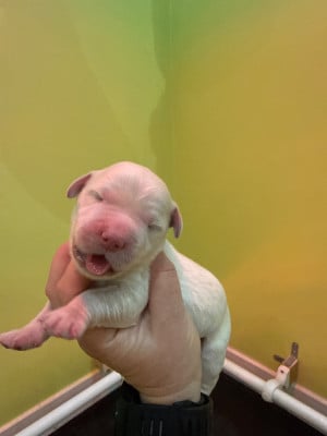 Les chiots de Golden Retriever