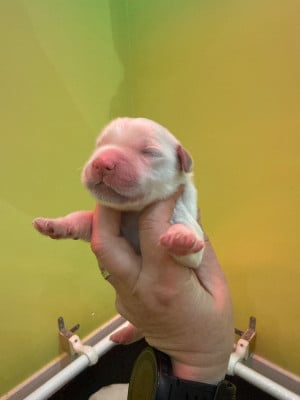 Les chiots de Golden Retriever