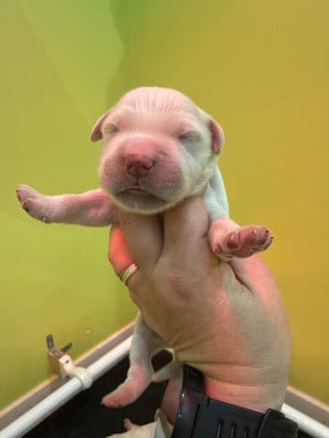 Les chiots de Golden Retriever