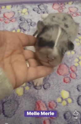 Les chiots de Shetland Sheepdog