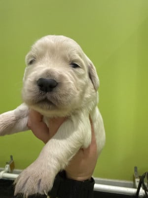 Les chiots de Golden Retriever