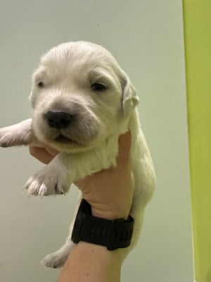 Les chiots de Golden Retriever