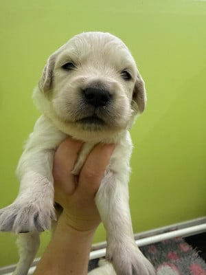Les chiots de Golden Retriever