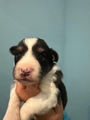 Les chiots de Shetland Sheepdog