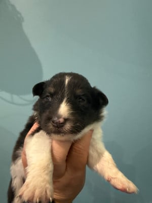Les chiots de Shetland Sheepdog
