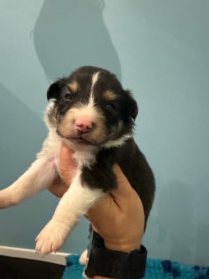 Les chiots de Shetland Sheepdog