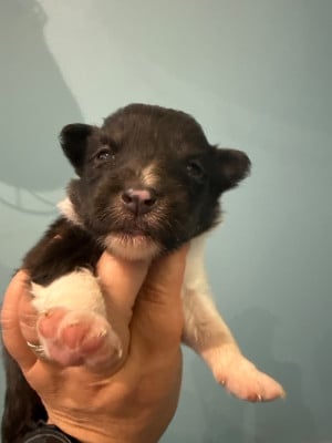 Les chiots de Shetland Sheepdog