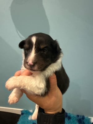 Les chiots de Shetland Sheepdog