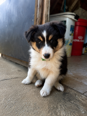 Les chiots de Shetland Sheepdog