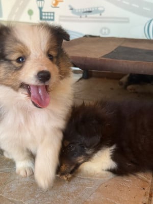 Les chiots de Shetland Sheepdog