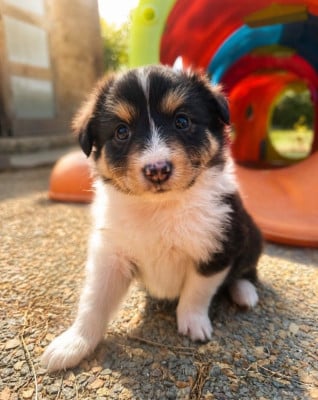 Les chiots de Shetland Sheepdog