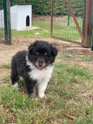 Les chiots de Shetland Sheepdog