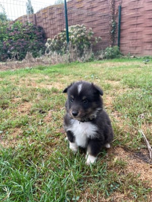 Les chiots de Shetland Sheepdog