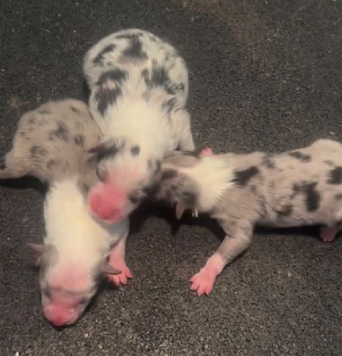 Les chiots de Shetland Sheepdog