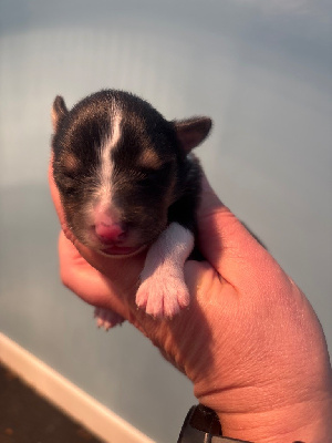 Les chiots de Shetland Sheepdog