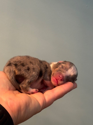 Les chiots de Shetland Sheepdog
