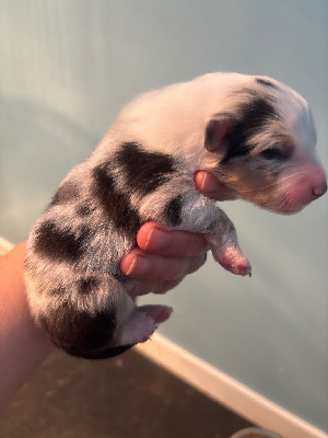 Les chiots de Shetland Sheepdog