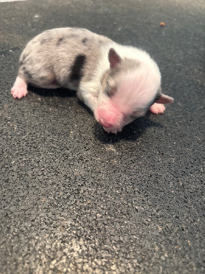 Les chiots de Shetland Sheepdog