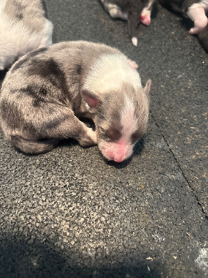 Les chiots de Shetland Sheepdog