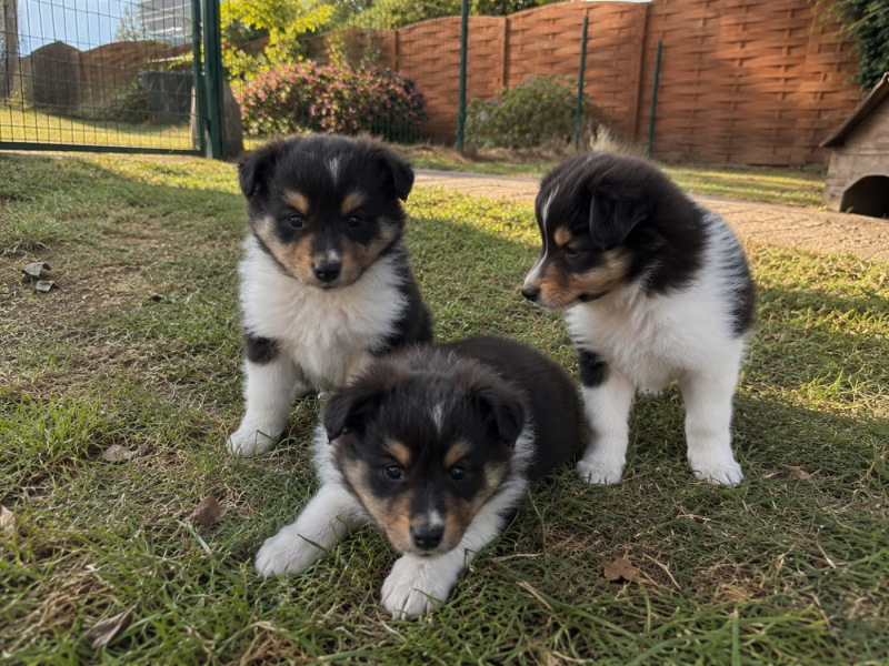 Shetland Sheepdog - Du Domaine Des Embruns Salés