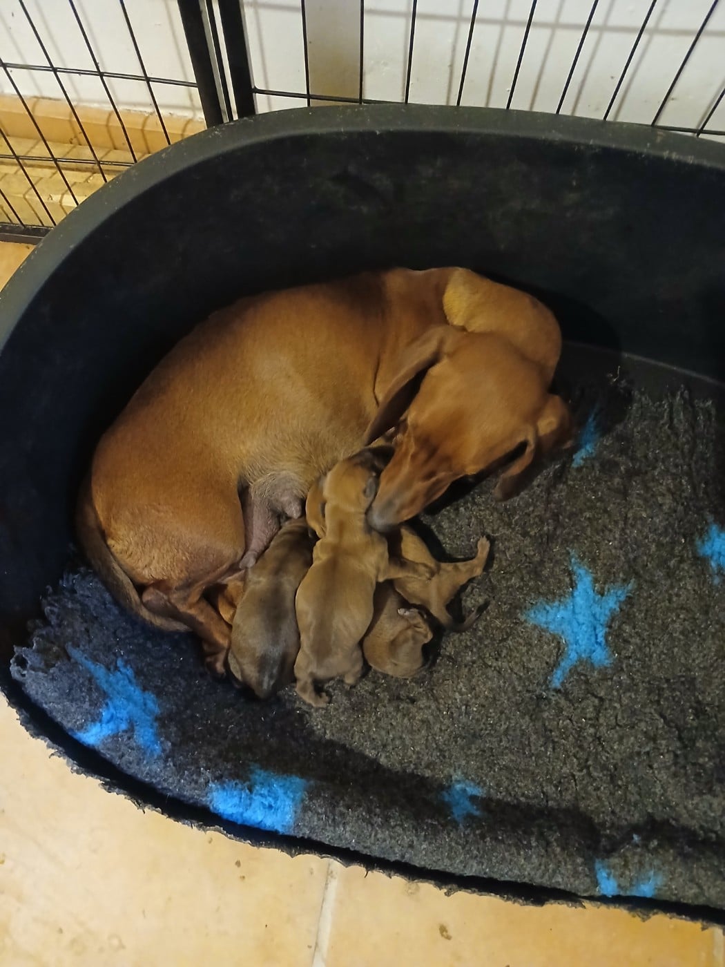 CHIOT 3 - Teckel poil ras