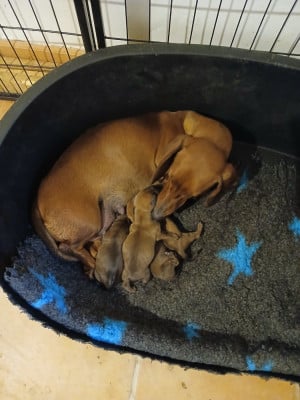 Les chiots de Teckel poil ras