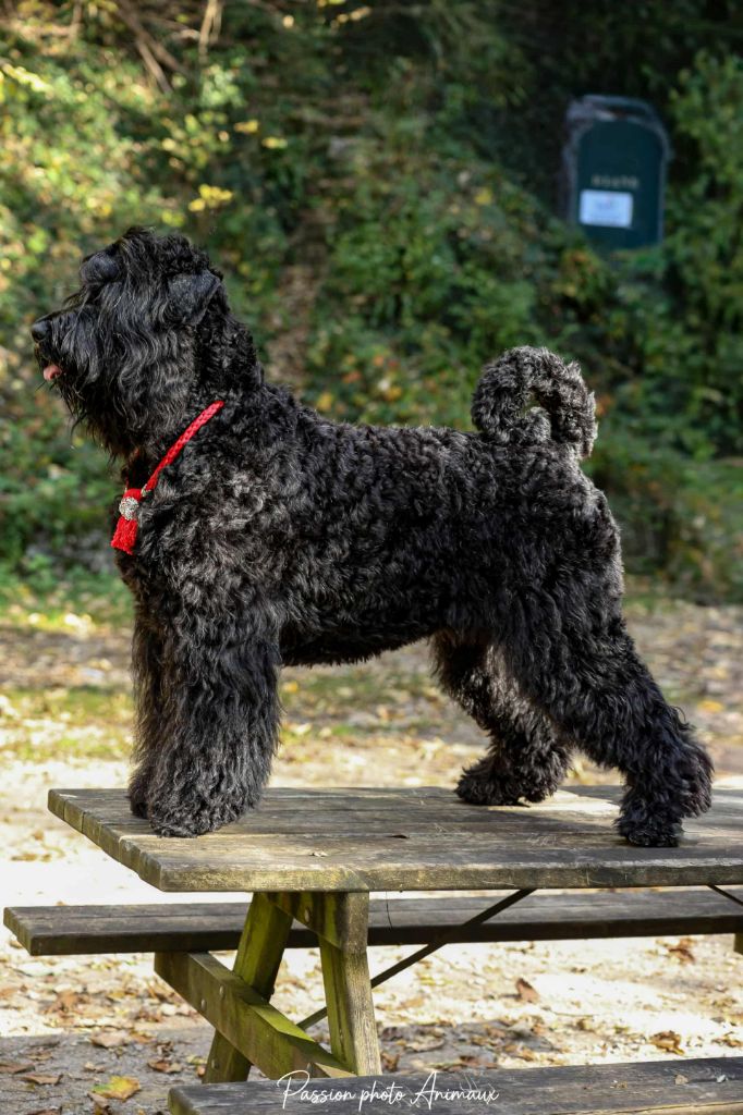 CH. deneb-keitos Yashna