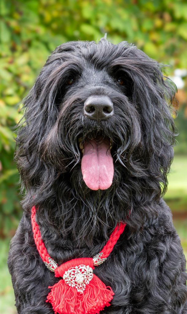 CH. deneb-keitos Yashna