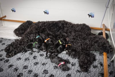 Guardian Of Oliferne