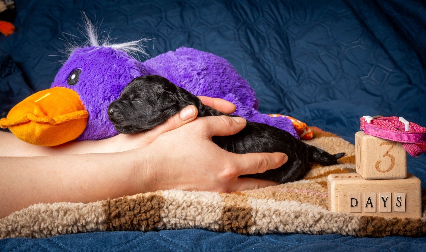 Femelle rose foncé - Terrier noir