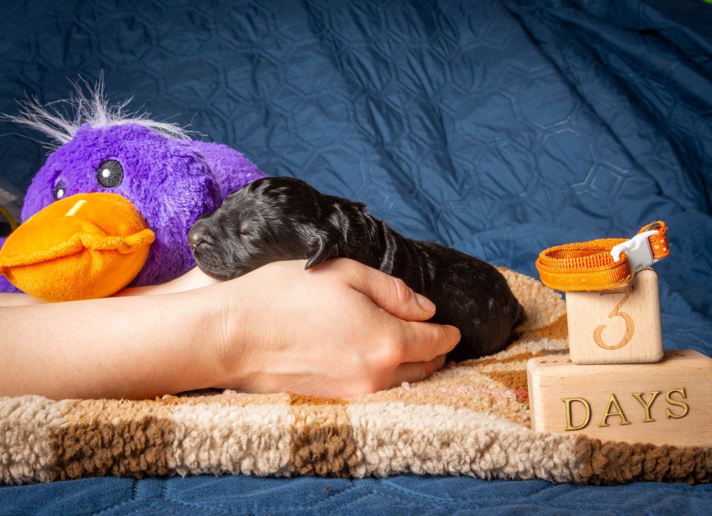 Femelle orange - Terrier noir