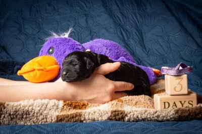 Les chiots de Terrier noir