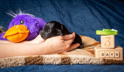 Les chiots de Terrier noir