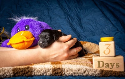 Les chiots de Terrier noir