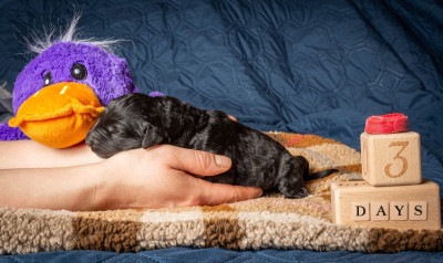 Les chiots de Terrier noir