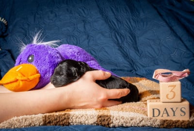 Les chiots de Terrier noir