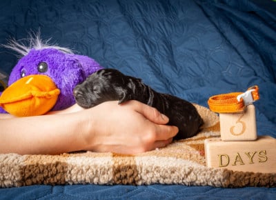 Les chiots de Terrier noir